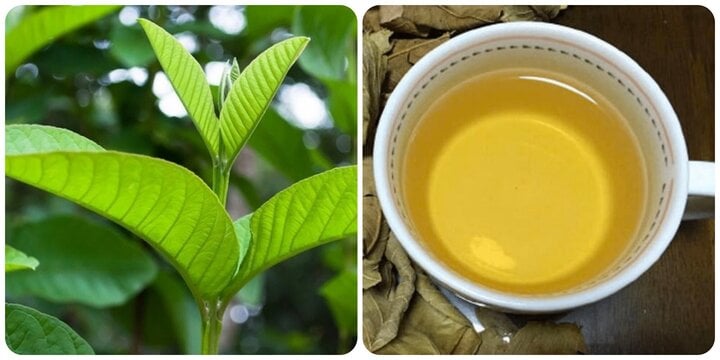 Uống nước lá ổi có tác dụng gì