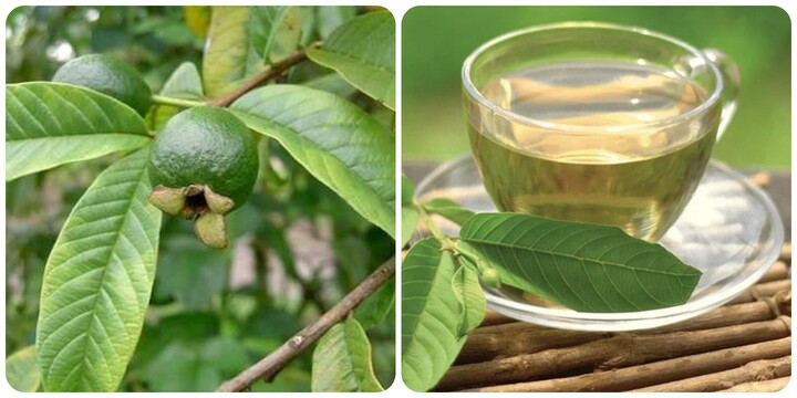 Uống nước lá ổi có tác dụng gì